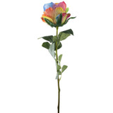 A Pastel Rainbow Garden Rose. A Pastel Rainbow Garden Rose.