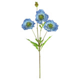 A 68cm blue grand oriental poppy stem.