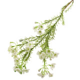 A 66cm White Wax Flower Spray. A 66cm White Wax Flower Spray.
