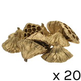 A pack of 20 Gold Dried Medium Lotus Heads. A pack of 20 Gold Dried Medium Lotus Heads.