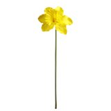 A 50cm Yellow Daffodil Stem.