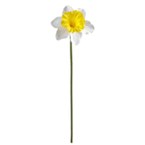 A 50cm Cream Daffodil Stem.