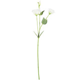A 67cm white lisianthus stem.