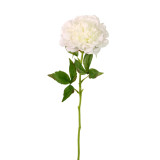 A Real Touch Cream Open Peony Stem.