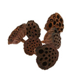 Dried Small Lotus Heads.