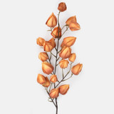 A 98cm Light Brown Physalis Stem.