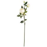 75cm White Elizabeth Garden Rose Spray (1)