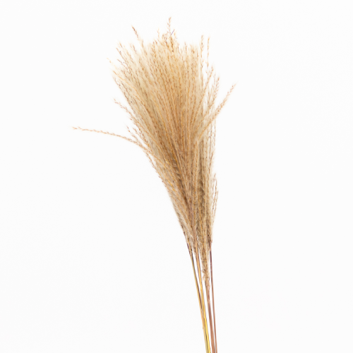 Dried Natural Miscanthus Grass - 10 stems