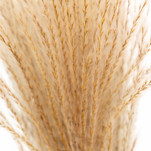 Dried Natural Miscanthus Grass - 10 stems
