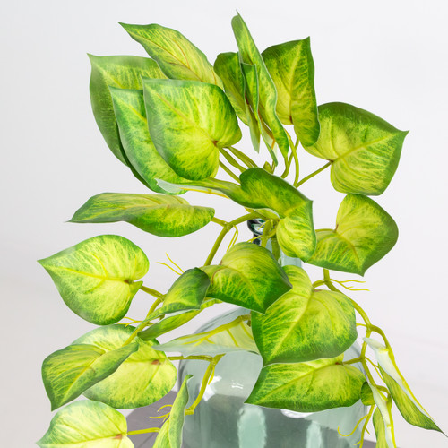 Trailing Pothos Leaf, measuring 45cm. Trailing Pothos Leaf, measuring 45cm.