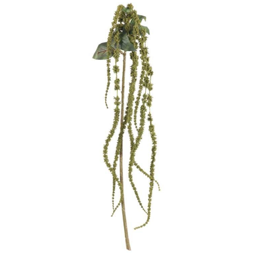 A Green Amaranthus Trailing Plant, measuring approx. 66cm in length!