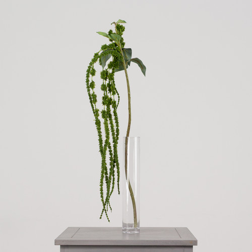 A Green Amaranthus Trailing Plant, measuring approx. 66cm in length!