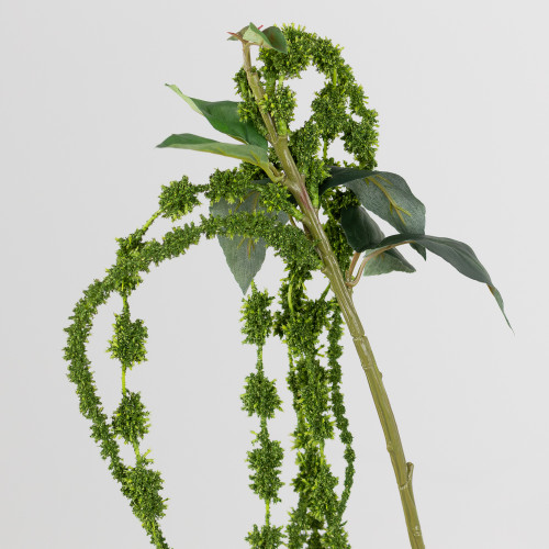 A Green Amaranthus Trailing Plant, measuring approx. 66cm in length! A Green Amaranthus Trailing Plant, measuring approx. 66cm in length!