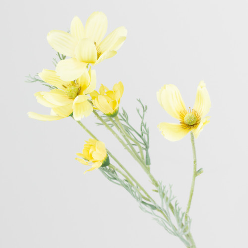 A Yellow Cosmos Daisy Spray, measuring approx. 60cm! A Yellow Cosmos Daisy Spray, measuring approx. 60cm!