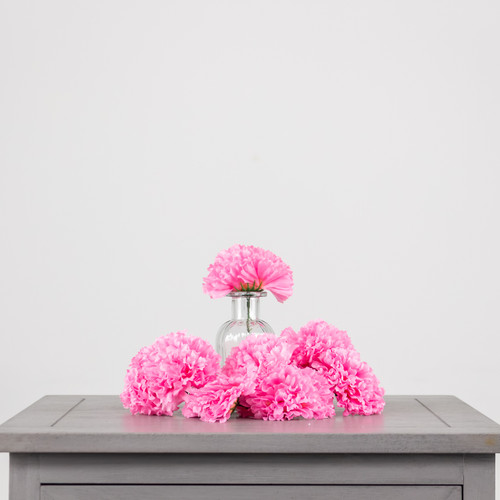 A pink coloured carnation head