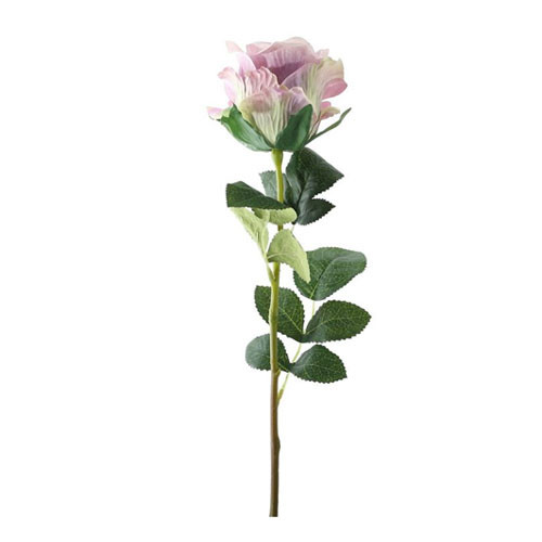 A pale lilac garden rose A pale lilac garden rose