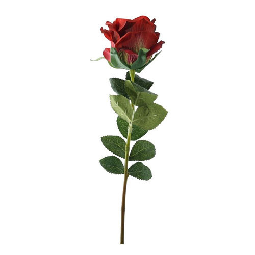 A russet garden rose A russet garden rose