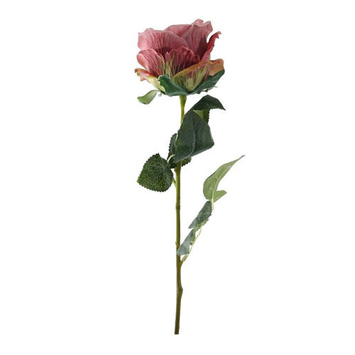 A vintage dusky pink garden rose A vintage dusky pink garden rose