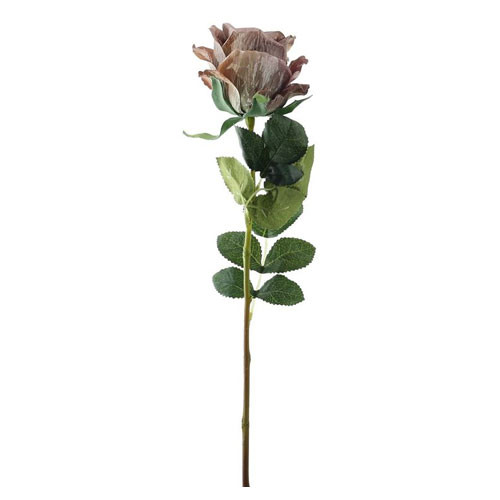 A vintage taupe garden rose A vintage taupe garden rose