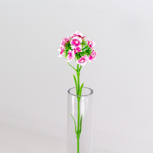 A Pink Sweet William Flower, measuring approx. 43cm! A Pink Sweet William Flower, measuring approx. 43cm!