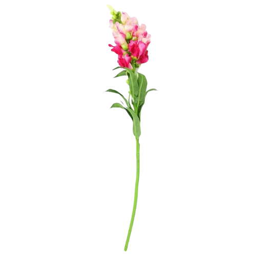 A Pink Snapdragon Flower, measuring approx. 59cm!