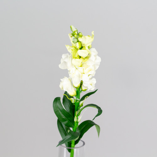 A White Snapdragon Flower, measuring approx. 59cm! A White Snapdragon Flower, measuring approx. 59cm!