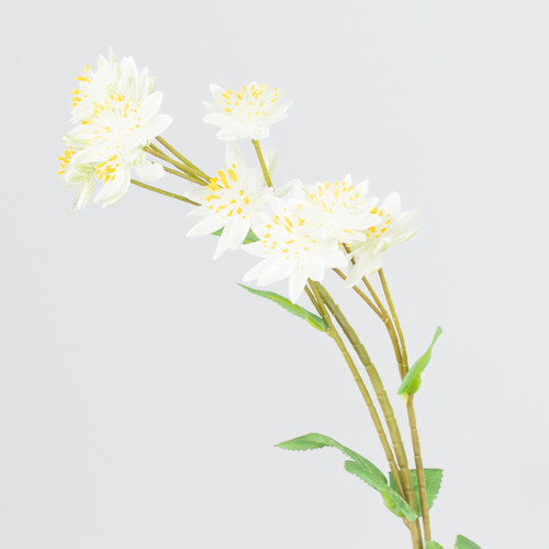 A Cream Astrantia Spray, measuring approx 61cm! A Cream Astrantia Spray, measuring approx 61cm!