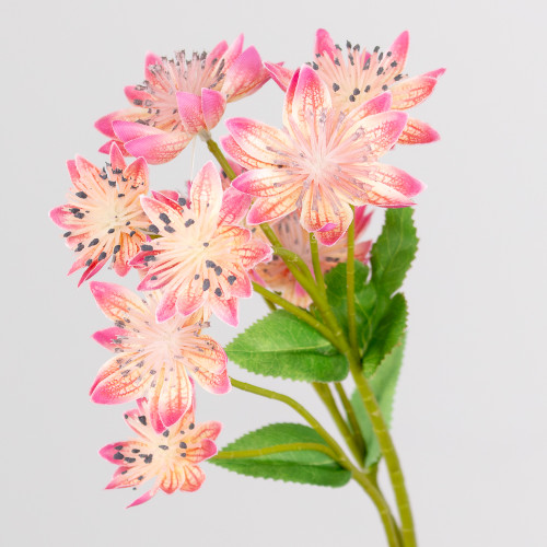 A Pink Astrantia Spray, measuring approx 61cm! A Pink Astrantia Spray, measuring approx 61cm!