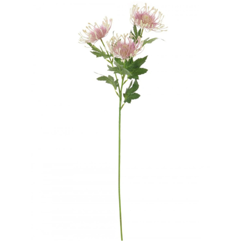 A 65cm light pink protea spray.