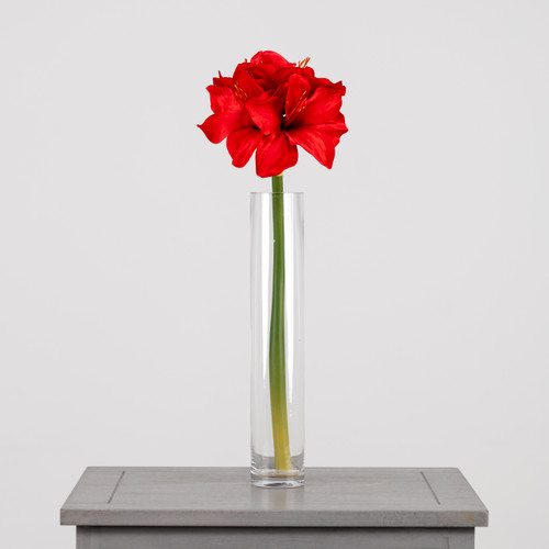 A 40cm red amaryllis stem