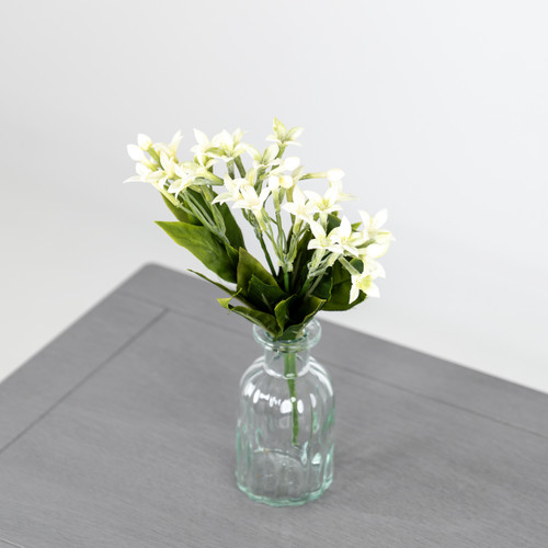 A White Stephanotis Bush.