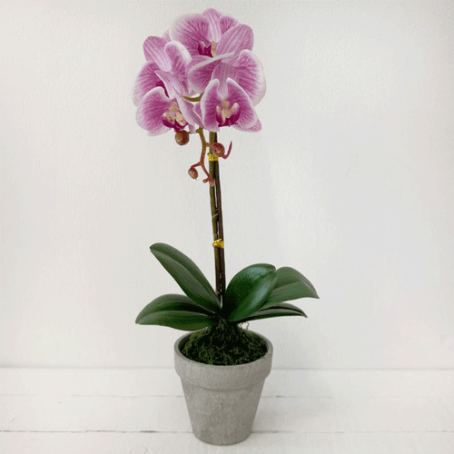 A Real Touch Pink Potted Orchid, measuring approx. 44cm. A Real Touch Pink Potted Orchid, measuring approx. 44cm.