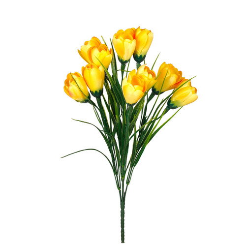 A Yellow Crocus Bunch. A Yellow Crocus Bunch.