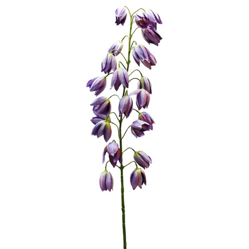 A 102cm Purple Botanica Shirui Lily Stem. A 102cm Purple Botanica Shirui Lily Stem.