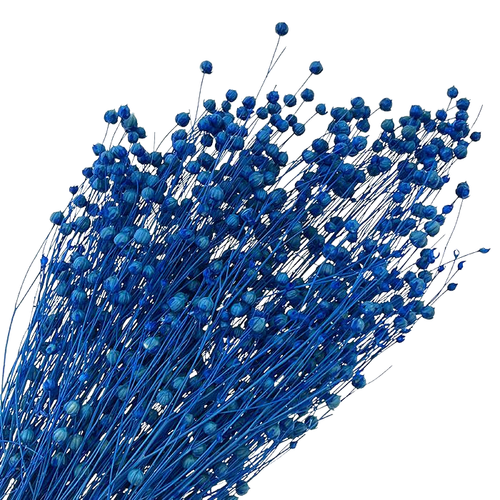 A bunch of 60cm Dried Deep Blue Linum (Flax). A bunch of 60cm Dried Deep Blue Linum (Flax).