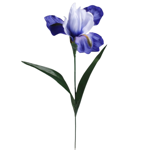 A 60cm Blue Iris Stem.