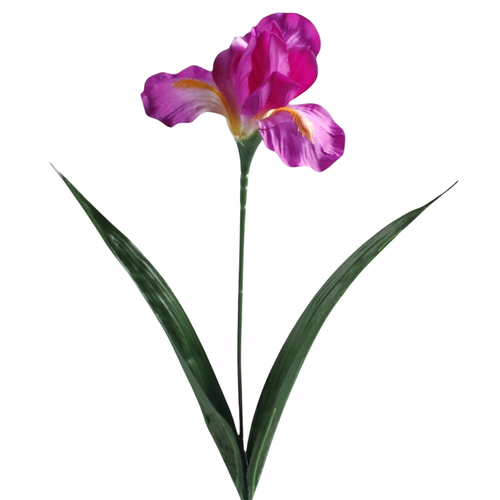A 60cm Purple Iris Stem.