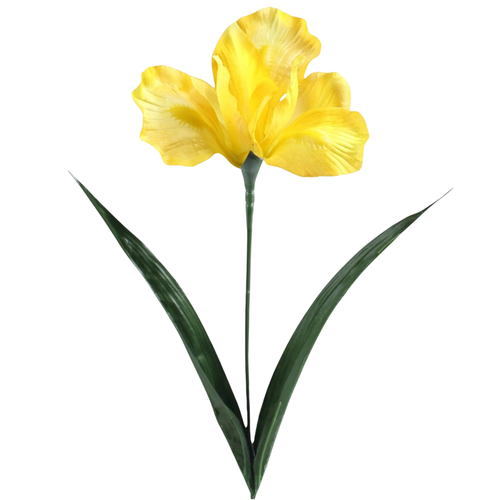 A 60cm Yellow Iris Stem.