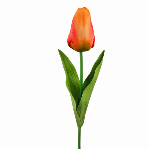 A 67cm Orange Tulip Stem.