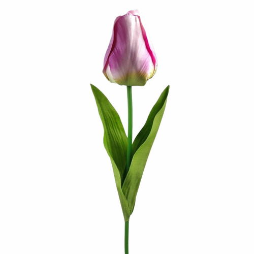 A 67cm Lilac Tulip Stem.