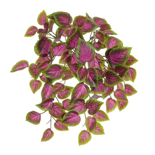 A UV Resistant Pink/Green Coleus Bush, measuring approx. 54cm.