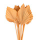 35-55cm Dried Coral Misty Palm Spears Bunch - 10 Stems