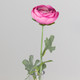 50cm Mauve Pink Ranunculus Flower (1) 50cm Mauve Pink Ranunculus Flower (1)