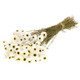 50-60cm Dried Natural White Acrolinium Bundle (1)