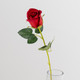 54cm Velvet Red Rose Stem (1)