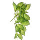 Trailing Pothos Leaf, measuring 45cm.
