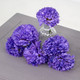 A lavender coloured carnation head A lavender coloured carnation head