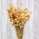 A close up of a bunch of dried natural Briza Maxima
