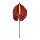 A 70cm burgundy Anthurium.
