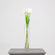 48cm Cream Tulip Bunch (1)
